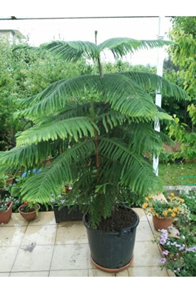 Köy Tohumları 5 Adet Tohum Organik Arakorya Çam Ağacı Tohumu Taze Tohum Yeni ...