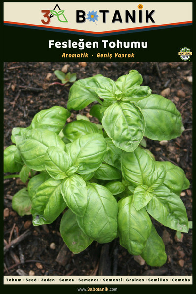 3A BOTANİK Fesleğen Tohumu Aromatik Hoş Kokulu Çeşit 50 Adet