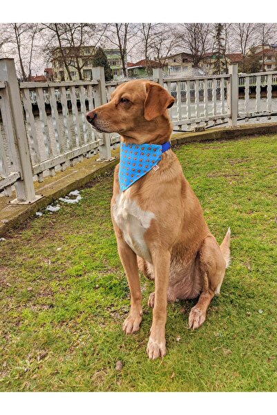 UTDpet Goldie Köpek Boyun Tasması ve Gezdirme Sevk Kayış Seti (Fular hediyeli)