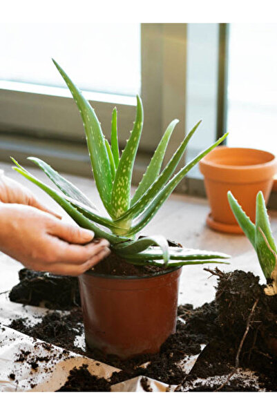serada decor & plant Videolu Aloe Vera (30 50 CM) 1 Adet Saksılı/ Tüplü Iç/ Dış Mekan Bitkisi Aloe Ferox Mill Alovera