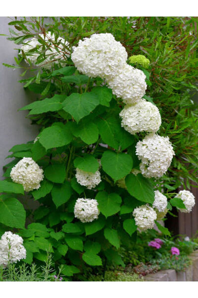 serada decor & plant Videolu Beyaz Ortanca (80 100 CM) Saksılı Çiçekli Dış Me...