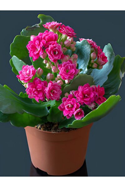 Bitkim Sende Videolu Kalanchoe Çiçeği 2 Adet Pembe Renk Kalanşo Saksılı/ Tüplü 10-20cm Salon Bitkisi