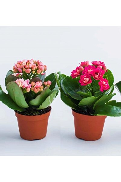 Bitkim Sende Videolu Kalanchoe Çiçeği 2 Adet Pembe Renk Kalanşo Saksılı/ Tüplü 10-20cm Salon Bitkisi