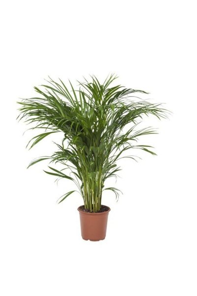 Bitkim Sende Videolu Areka-areca Salon Palmiyesi 1 Adet Saksılı 80-120 Cm Iç Mekan Bitkisi (CHAMAEDOREA ELEGANS)