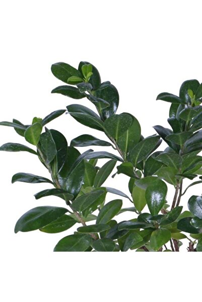Bitkim Sende Videolu Ginseng Bonsai 1 Adet Saksılı 40-60 Cm Iç Mekan Salon Ofis Bitkisi (FİCUS MİCROCARPA)
