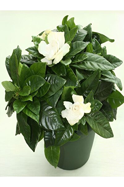 Bitkim Sende Videolu Kokulu Beyaz Gardenya Çiçeği 1 Adet Saksılı 20-30cm Ev V...