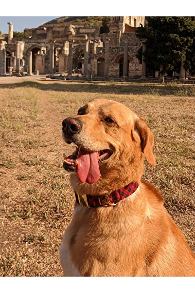 UTDpet Stylish Köpek Boyun Tasması ve Gezdirme Sevk Kayış Seti (Fular hediyeli)