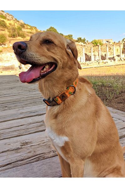 UTDpet Pine Dispatch Strap Set - Dog Collar and Walking, Scarf Gift
