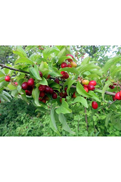 DH STORE Şifalı 2 Adet Kızılcık Ağacı Fidanı (60-90 cm Tüplü Kiren )
