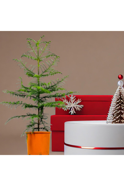 Fintarla Gerçek Yılbaşı Ağacı Arokarya Araucaria 90-110 CM Çok Dallı Salon Çamı