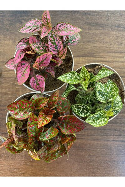 serada decor & plant Hostes Çiçeği 3lü Set 3'lü Hipoestes Phyllostachya - Hostes Çiçeği Kırmızı -pembe-beyaz