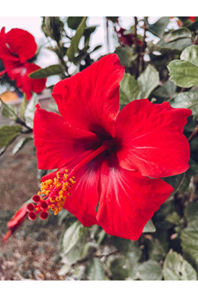 Red Japanese Rose with Video (30 50 CM)1 Potted Flowering Dwarf Plant Hibiscus Rosa-sinensis