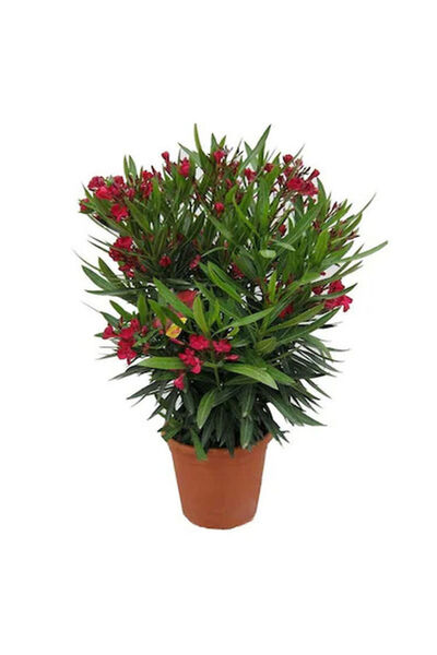 serada decor & plant Videolu Kırmızı Bodur Zakkum (40 60 CM)1 Adet Saksılı Çiçekli Dış Mekan Bitkisi Nerium Oleander