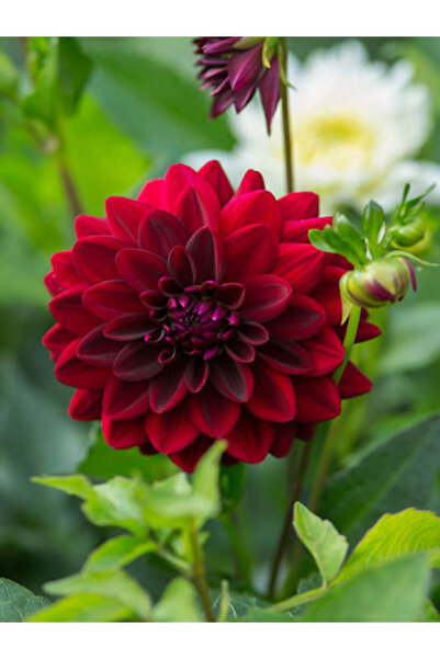 Bitkim Sende Videolu Kırmızı Yıldız Çiçeği Dahlia 1 Adet Saksılı 20-60 Cm Dış...