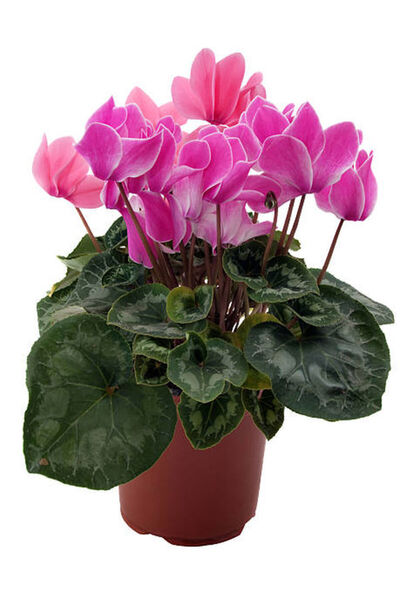 Bitkim Sende Videolu Canlı Pembe Sıklamen Çiçeği 1 Adet Saksılı 15-25cm Iç Mekan Salon- Teras Bitkisi(CYCLAMEN)