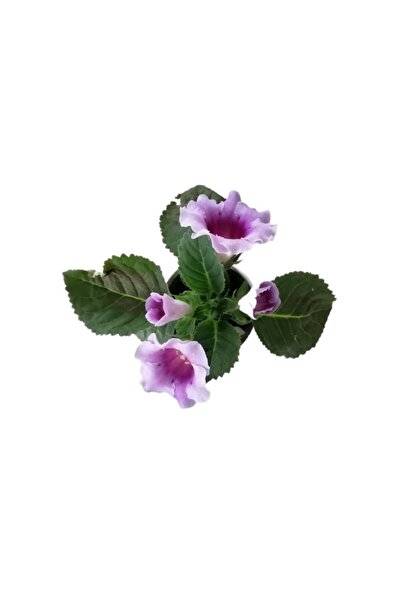 Bitkim Sende Videolu Mor-beyaz Bardak Menekşe 1 Adet Saksılı 10-20cm Iç Mekan Salon Bitkisi (GLOXİNİA)