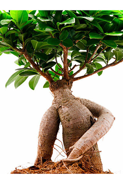 Bitkim Sende Videolu Ginseng Bonsai 1 Adet Saksılı 40-60 Cm Iç Mekan Salon Ofis Bitkisi (FİCUS MİCROCARPA)