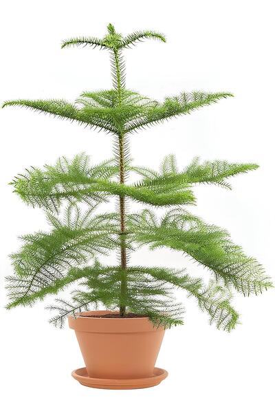 Bitkim Sende Videolu Salon Çamı Arokarya 1 Adet Saksılı/ Tüplü 60-80 Cm Ev Ofis Salon Bitkisi (ARAUCARİA)