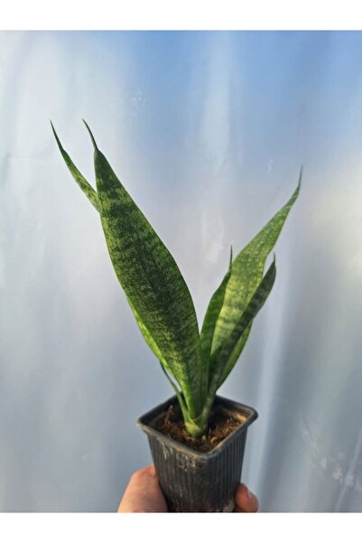 Bitkim Sende Videolu Kılıçı Bitkisi Peygamber Kılıç Çiçeği 1 Adet Saksılı 15-...