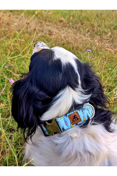 UTDpet Lightning Dog Collar and Travel Dispatch Strap Set (With Scarf Gift)