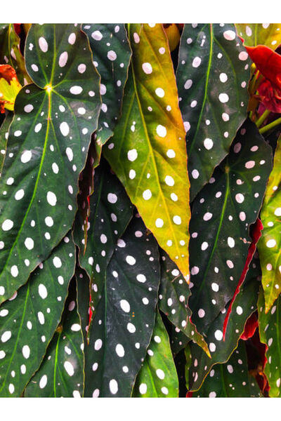 Bitkim Sende Videolu Çilli-benekli Begonya 1 Adet Saksılı 20-40cm Iç Mekan Ev...