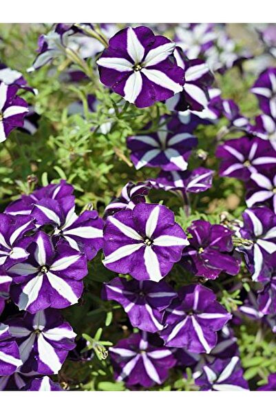 serada decor & plant Videolu Mor Petunya Çiçeği (10 30 CM)1 Adet Saksılı Çiçe...