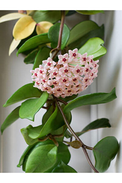 serada decor & plant Videolu 1 Adet Pembeli Mum Çiçeği 20-35 Cm Saksılı Çiçek...