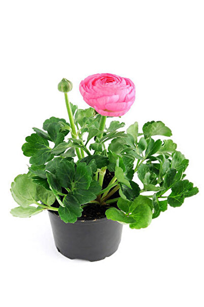 serada decor & plant Videolu Pembe Şakayık Çiçeği (20 30 CM)1 Adet Saksılı Çi...