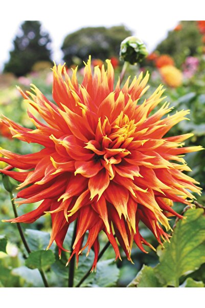 LOBELYA TOHUMCULUK Ithal Dahlia ( Yıldız ) Çiçeği Soğanı 2 Adet