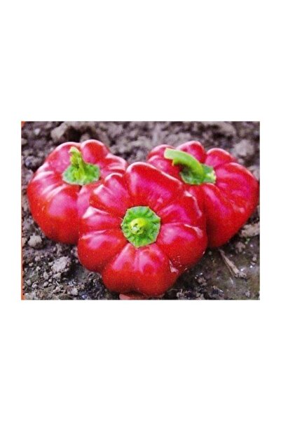 Bursa Tohumculuk Domates Biberi Tohumu