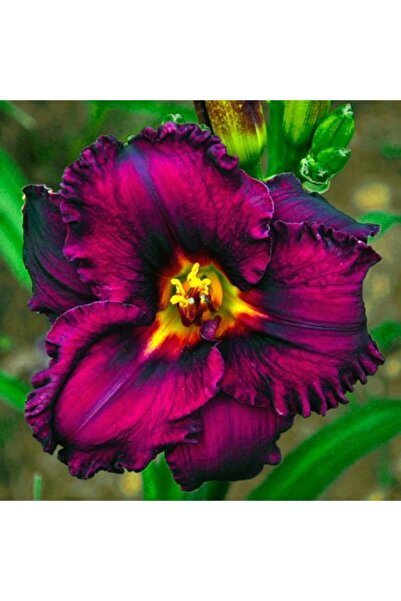 LOBELYA TOHUMCULUK 3 Adet Gece Mor Renkli Fırfırlı Zambak Çiçeği Soğanı Kokulu