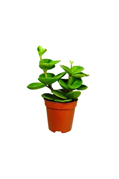 Palmiye Peperomia Hope - Umut Bitkisi (mini Boy)- 5,5 cm Plastik Saksıda