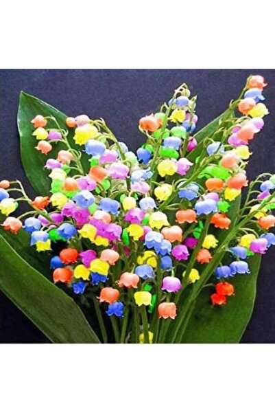 GARDENYA TOHUMCULUK 3 Adet Gökkuşağı Renkli Müge Çiçeği Soğanı