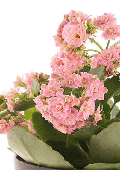 Bitkim Sende Videolu Kalanchoe Çiçeği 2 Adet Pembe Renk Kalanşo Saksılı/ Tüplü 10-20cm Salon Bitkisi