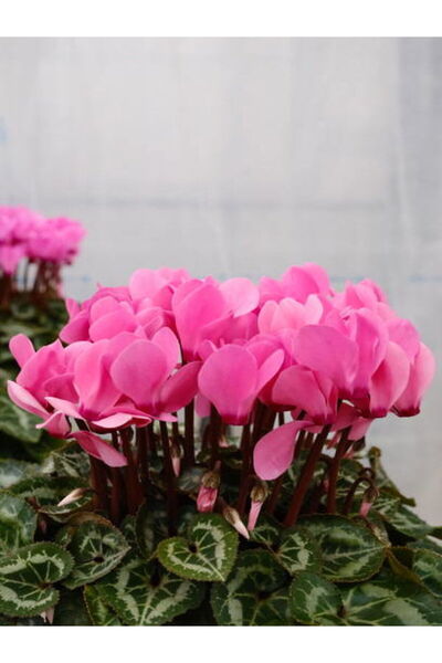 Bitkim Sende Videolu Canlı Pembe Sıklamen Çiçeği 1 Adet Saksılı 15-25cm Iç Mekan Salon- Teras Bitkisi(CYCLAMEN)