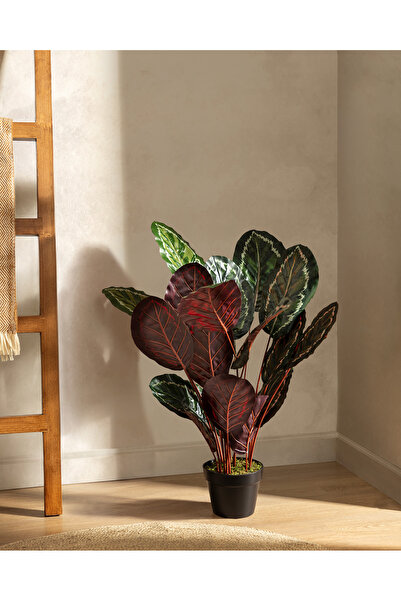 Madame Coco Nicola Saksılı Çiçek