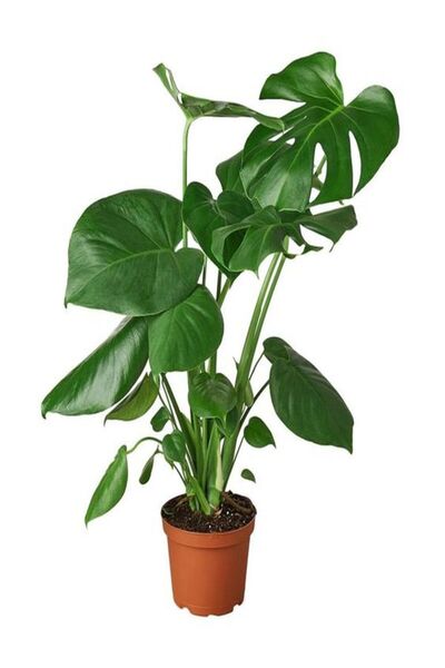 Bitkim Sende Videolu Deve Tabanı Çiçeği 1 Adet Saksılı 60-100cm Iç Mekan Salon Bitkisi(MONSTERA DELİCİOSA)
