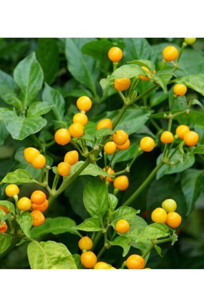 Patika Botanik 200 Adet Misket Biber Tohumu