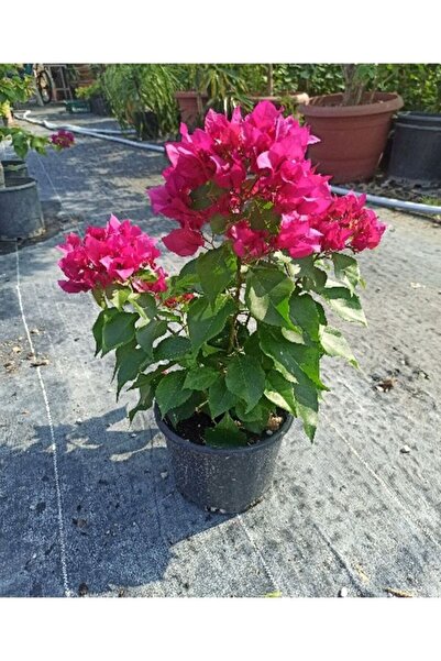 serada decor & plant Videolu Pembe Begonvil (20 30 CM)1 Adet Saksılı Çiçekli ...