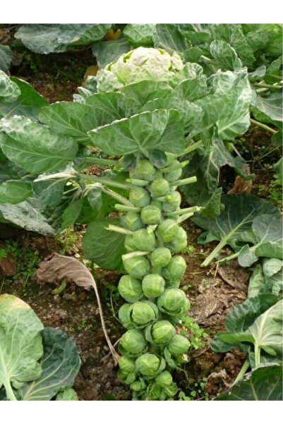 Arzuman Tohum Brüksel Lahanası Davlin (200 Adet)