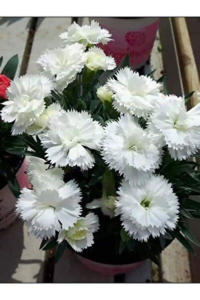 serada decor & plant Videolu Beyaz Karanfil (20 40 Cm) 1 Adet Saksılı Çiçekli...