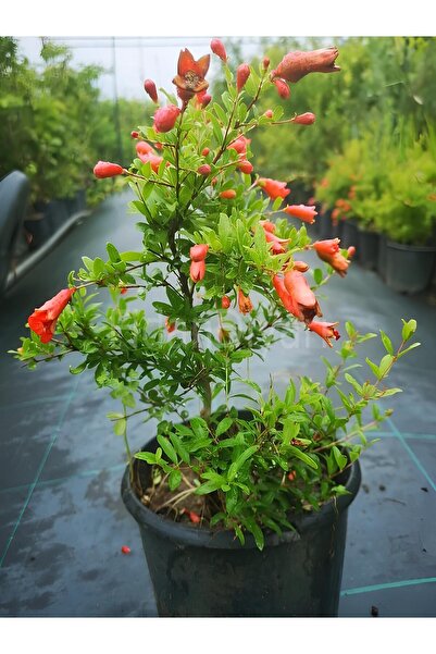 serada decor & plant Bodur Süs Narı 1. Kalite Bahçe Balkon Salon Bitkisi