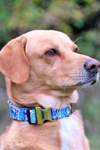 UTDpet Bluedoggy Dog Collar and Travel Dispatch Strap Set (with Scarf gift)