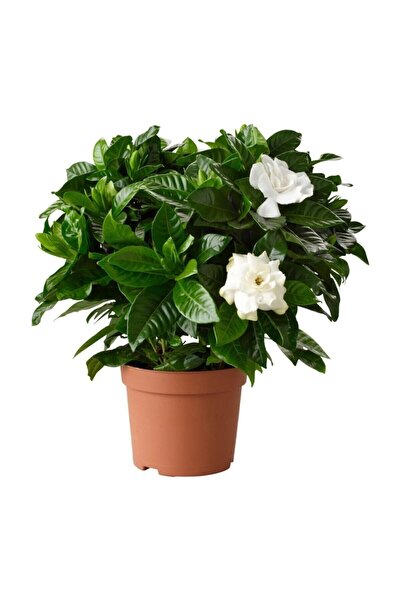 serada decor & plant Serada Decor&plant Gardenya Jasminoides Kokulu Gardenya ...