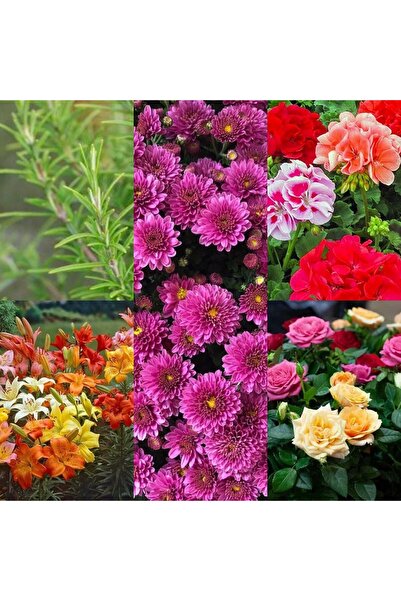 8-Piece Mixed Cemetery with Video Flowers (CEMETERY) 5-15 Cm Tube Flowering Dwarf Plants