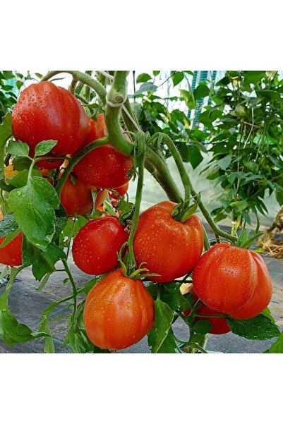 Mutlu Paket İtalian Red Pear Armut Domatesi Domates Tohumu -15 Tohum