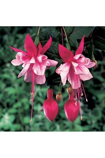 Köy Tohumları 100 Adet Tohum Pembe Mis Kokulu Küpeli Küpe Çiçeği Mezarlık Kab...