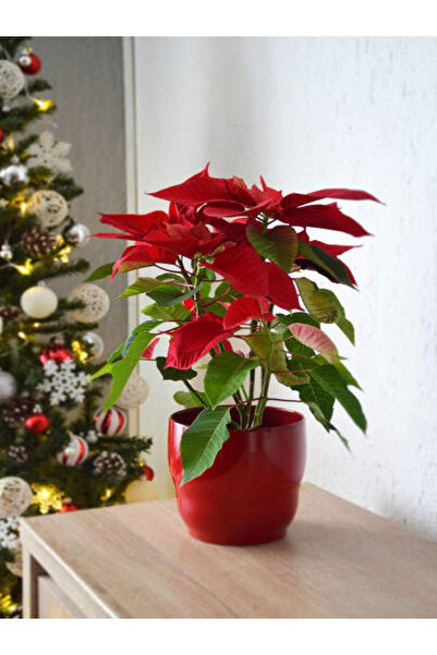 serada decor & plant Videolu Atatürk Çiçeği (30 40 CM)1 Adet Saksılı Çiçekli ...