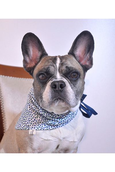 minart design BLUE GREEN DOT TIE-UP BANDANA FOR CAT AND DOGS