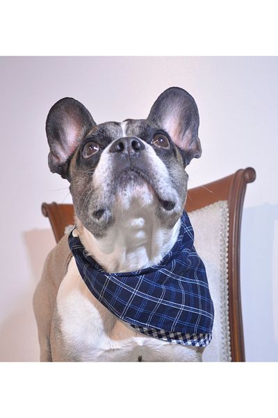 minart design DARK BLUE CHECKED DOUBLE SIDED BANDANA FOR CAT AND DOGS WITH STRAP DETAIL